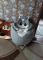 Бескаркасный пуфик детский котик